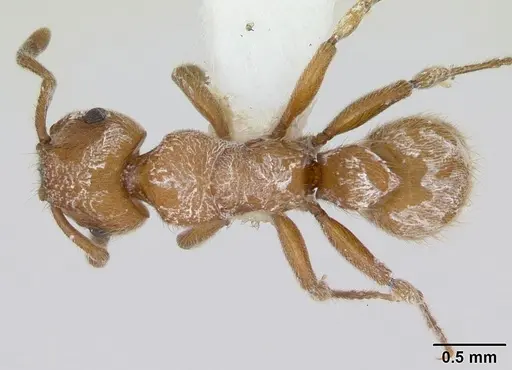 Heteroponera flava specimen CASENT0173542 image casent0173542_1