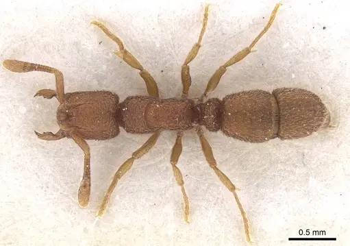 Heteroponera georgesi specimen CASENT0915357 image casent0915357_1