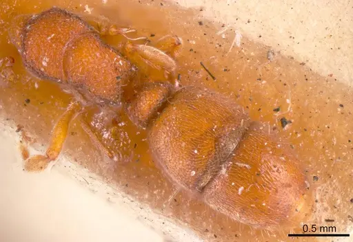 Heteroponera imbellis specimen ANTWEB1008132 image antweb1008132_1