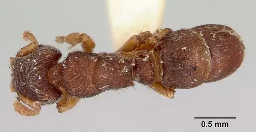 Heteroponera imbellis specimen CASENT0172106 image casent0172106_1