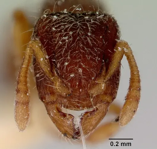 Heteroponera imbellis specimen CASENT0172106 image casent0172106_2
