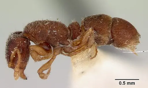 Heteroponera imbellis specimen CASENT0172106 image casent0172106_3