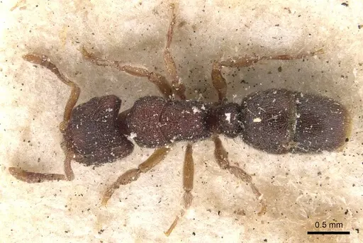 Heteroponera imbellis specimen CASENT0907134 image casent0907134_1