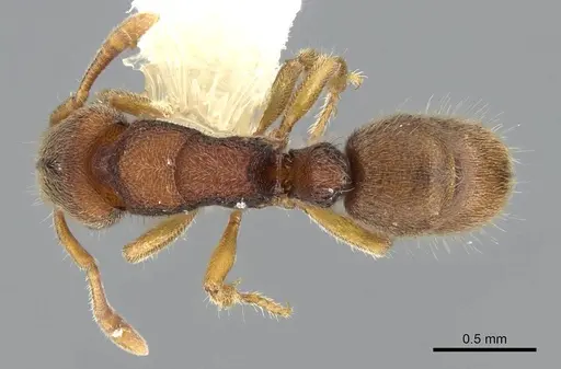Heteroponera imbellis specimen CASENT0922017 image casent0922017_1