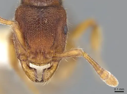 Heteroponera imbellis specimen CASENT0922017 image casent0922017_2