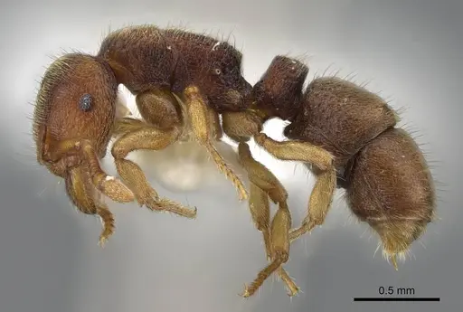 Heteroponera imbellis specimen CASENT0922017 image casent0922017_3