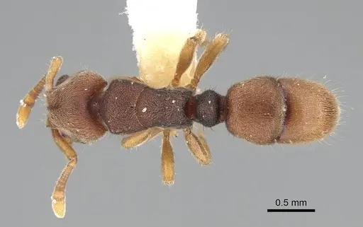 Heteroponera imbellis specimen CASENT0922117 image casent0922117_1