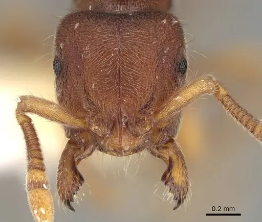 Heteroponera imbellis specimen CASENT0922117 image casent0922117_2