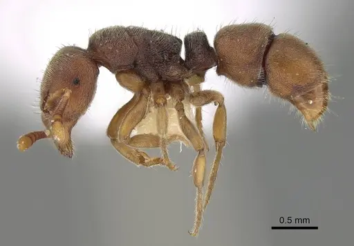 Heteroponera imbellis specimen CASENT0922117 image casent0922117_3