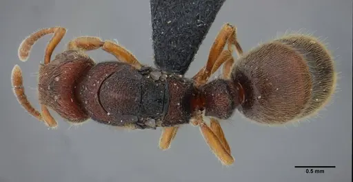 Heteroponera imbellis specimen UFV-LABECOL-007242 image ufv-labecol-007242_1