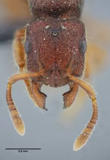 Heteroponera imbellis specimen UFV-LABECOL-007242 image ufv-labecol-007242_2