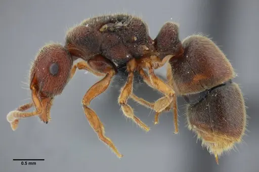 Heteroponera imbellis specimen UFV-LABECOL-007242 image ufv-labecol-007242_3