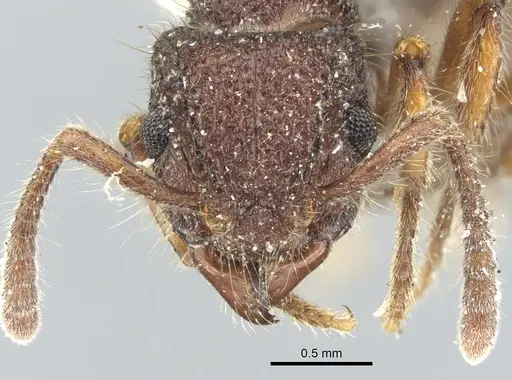 Heteroponera inca specimen CASENT0902409 image casent0902409_2