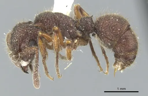 Heteroponera inca specimen CASENT0902409 image casent0902409_3