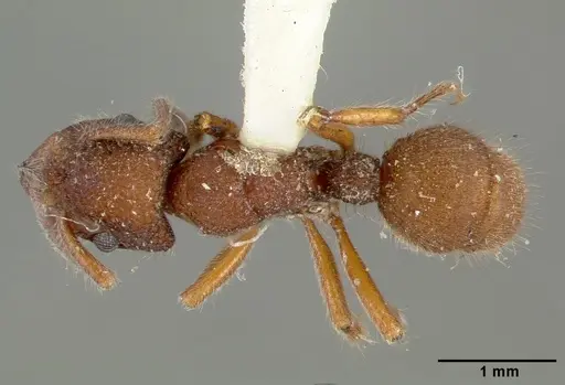 Heteroponera inca specimen CASTYPE06890 image castype06890_1