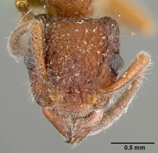 Heteroponera inca specimen CASTYPE06890 image castype06890_2