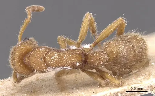 Heteroponera inermis specimen CASENT0915132 image casent0915132_1