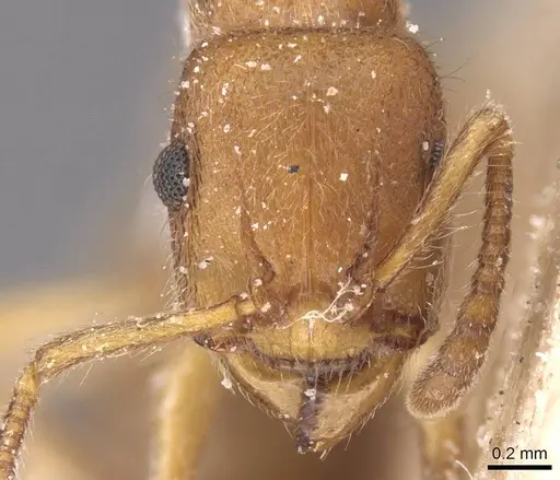 Heteroponera inermis specimen CASENT0915132 image casent0915132_2