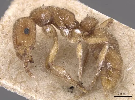 Heteroponera inermis specimen CASENT0915132 image casent0915132_3