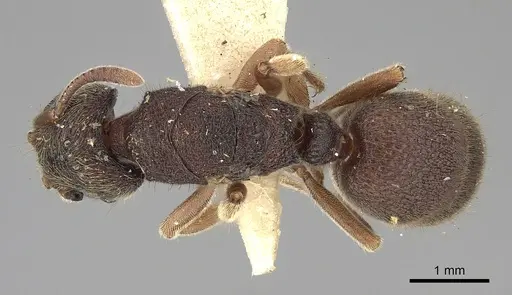 Heteroponera leae specimen CASENT0281852 image casent0281852_1