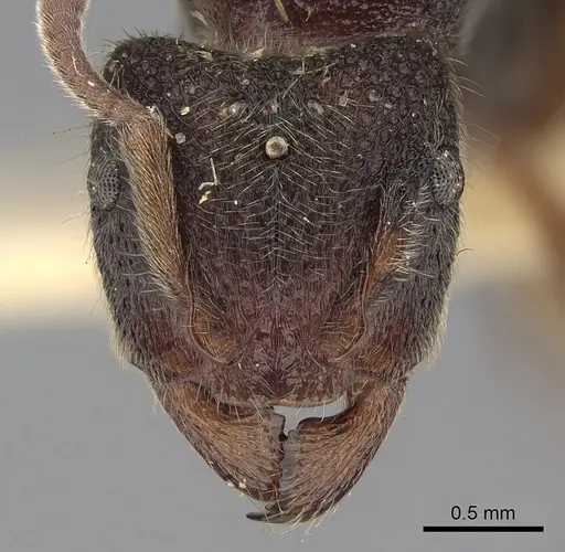 Heteroponera leae specimen CASENT0281852 image casent0281852_2