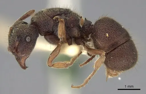 Heteroponera leae specimen CASENT0281852 image casent0281852_3