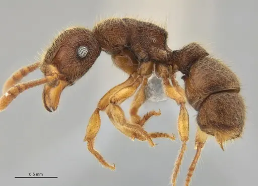 Heteroponera mayri specimen ANTWEB1047670 image antweb1047670_2