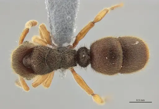 Heteroponera mayri specimen ANTWEB1047675 image antweb1047675_1