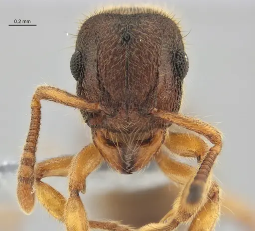 Heteroponera mayri specimen ANTWEB1047675 image antweb1047675_2