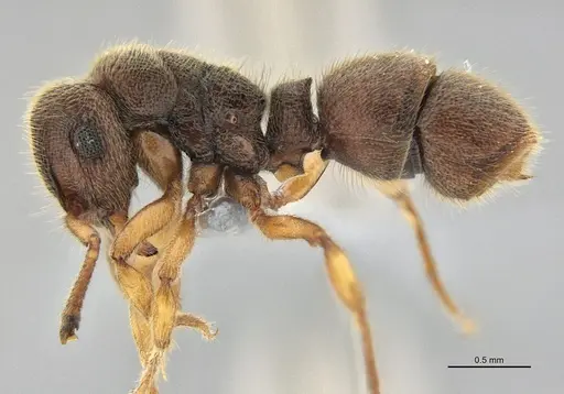 Heteroponera mayri specimen ANTWEB1047675 image antweb1047675_3