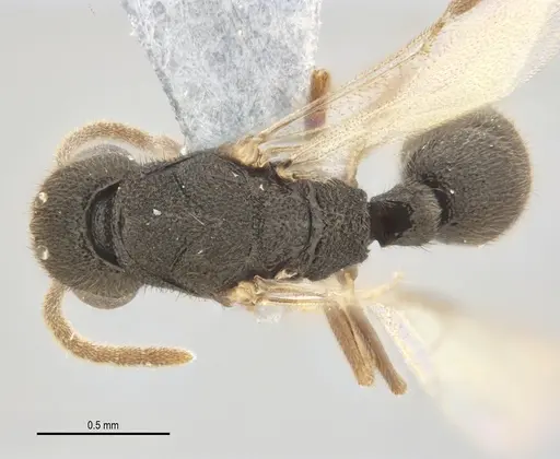 Heteroponera mayri specimen ANTWEB1062716 image antweb1062716_1