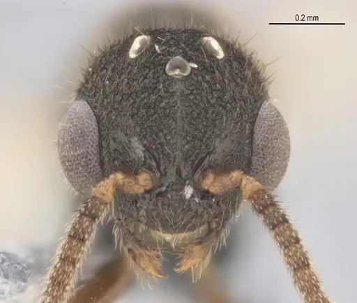 Heteroponera mayri specimen ANTWEB1062716 image antweb1062716_2