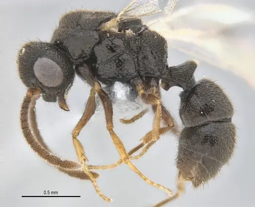 Heteroponera mayri specimen ANTWEB1062716 image antweb1062716_3