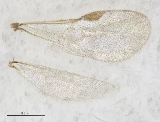 Heteroponera mayri specimen ANTWEB1062716 image antweb1062716_4