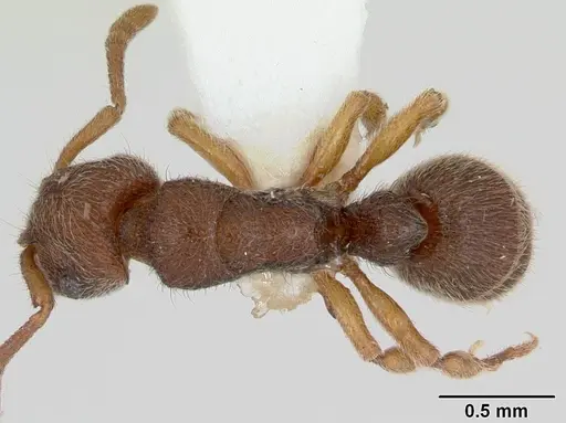 Heteroponera mayri specimen CASENT0173543 image casent0173543_1