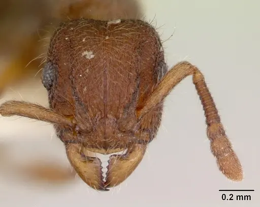 Heteroponera mayri specimen CASENT0173543 image casent0173543_2