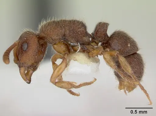 Heteroponera mayri specimen CASENT0173543 image casent0173543_3