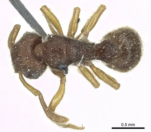 Heteroponera mayri specimen CASENT0915932 image casent0915932_1