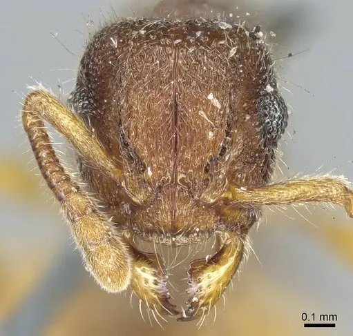 Heteroponera mayri specimen CASENT0915932 image casent0915932_2
