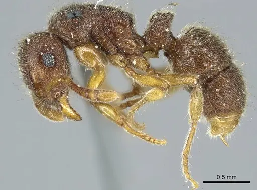 Heteroponera mayri specimen CASENT0915932 image casent0915932_3