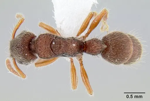 Heteroponera panamensis specimen CASENT0106021 image casent0106021_1