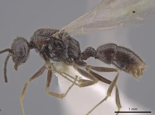 Heteroponera panamensis specimen CASENT0660057 image casent0660057_3