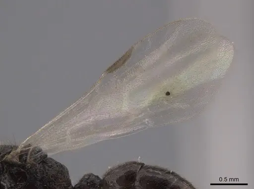 Heteroponera panamensis specimen CASENT0660057 image casent0660057_4
