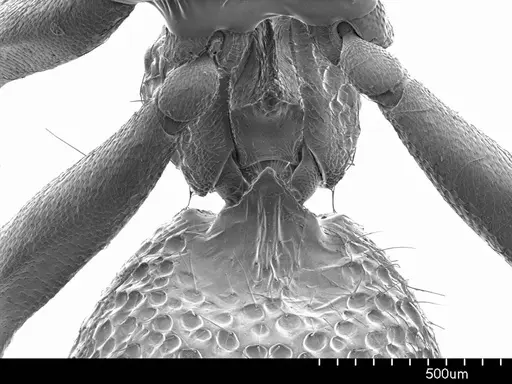 Heteroponera relicta specimen ANTWEB1008534 image antweb1008534_1