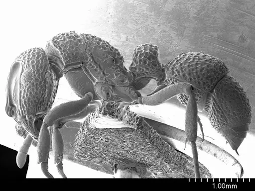 Heteroponera relicta specimen ANTWEB1008534 image antweb1008534_3