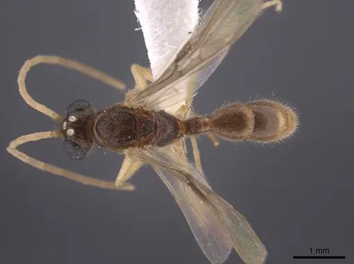 Heteroponera relicta specimen CASENT0660058 image casent0660058_1
