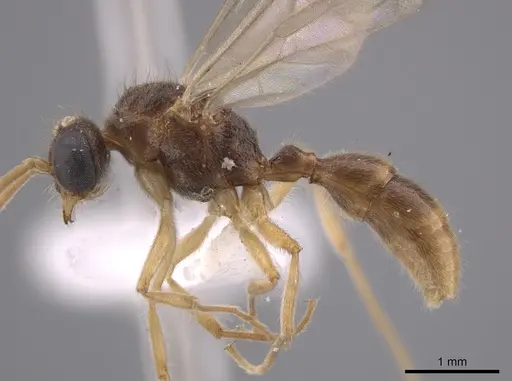 Heteroponera relicta specimen CASENT0660058 image casent0660058_3