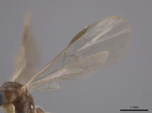 Heteroponera relicta specimen CASENT0660058 image casent0660058_4