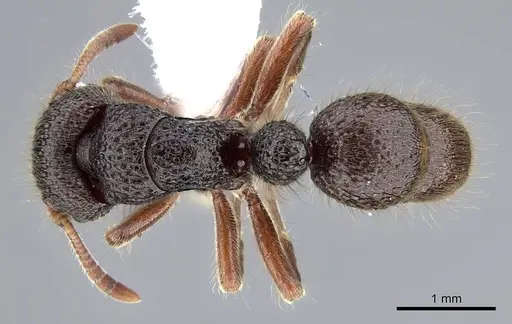 Heteroponera relicta specimen CASENT0922018 image casent0922018_1