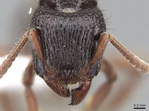 Heteroponera relicta specimen CASENT0922018 image casent0922018_2